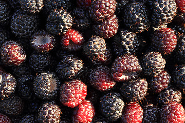 Image showing fresh blackberry background
