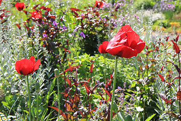 Image showing wild natural garden 