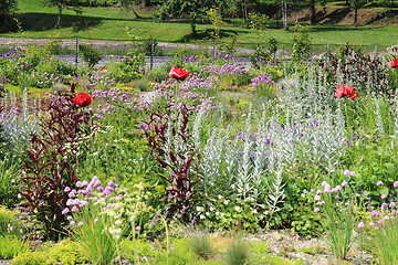 Image showing wild natural garden 