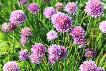 Image showing nice chive flowers 