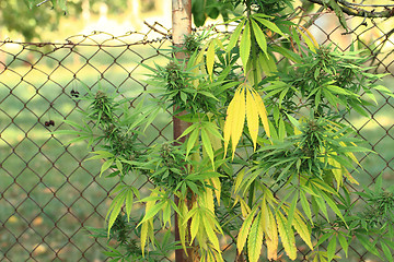 Image showing nice marijuana plant