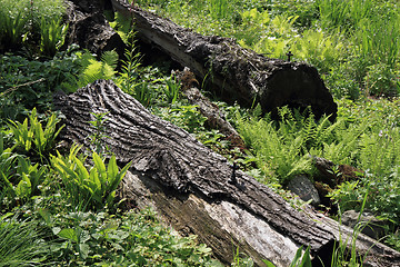 Image showing detail of trunks in forest