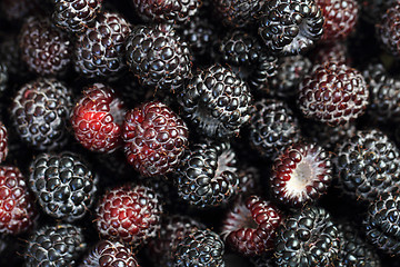 Image showing fresh blackberry background