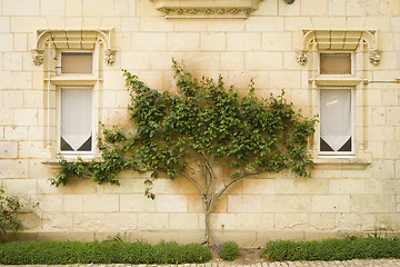 Image showing Tree between windows