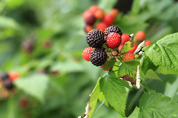 Image showing fresh blackberry background