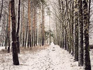 Image showing Winter landscape: trees in the frost.