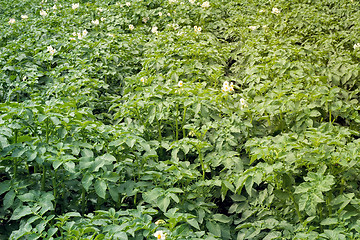Image showing Vegetable garden with flowering potato plants.
