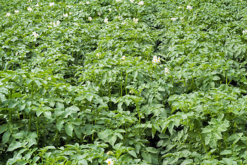 Image showing Vegetable garden with flowering potato plants.