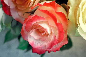 Image showing A bouquet of roses on light green background.