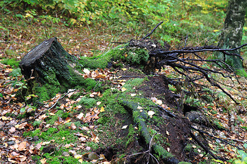 Image showing stump in the forest