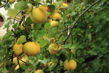 Image showing guince fruit from the garden