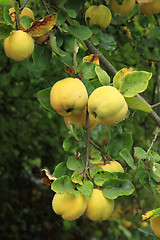 Image showing guince fruit from the garden