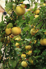 Image showing guince fruit from the garden