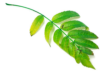 Image showing Leaf of rowan isolated on white background