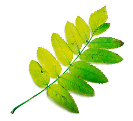 Image showing Rowan leaves on white