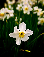 Image showing White Spring Daffodil