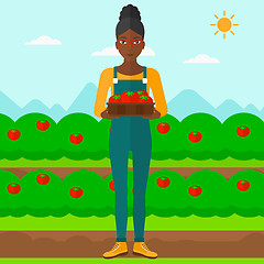 Image showing Farmer collecting tomatos.