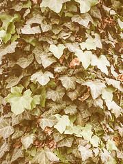 Image showing Retro looking Ivy leaves