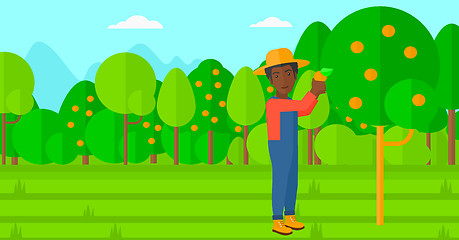 Image showing Farmer collecting oranges.