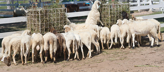 Image showing sheep in farm