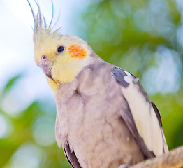 Image showing parrot Nymphicus hollandicus