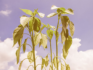 Image showing Retro looking Plug pepper plant