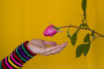 Image showing Receiving a flower