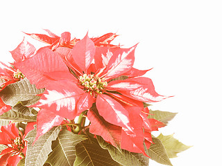 Image showing Retro looking Poinsettia