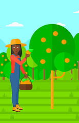 Image showing Farmer collecting oranges.