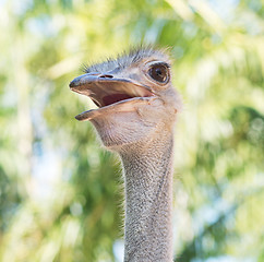 Image showing head of an ostrich