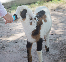 Image showing cute lamb feeding