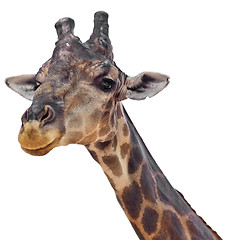 Image showing giraffe on white