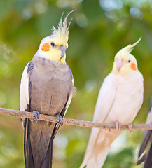 Image showing pair of parrots