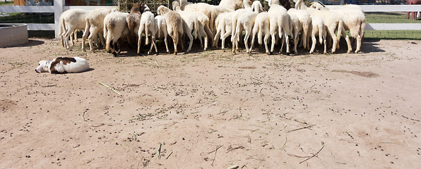 Image showing sheep eating grass