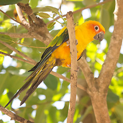 Image showing big sun conure