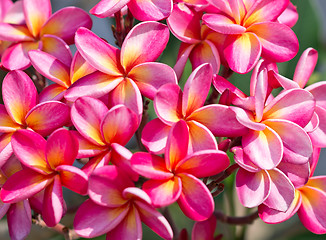 Image showing frangipani flowers