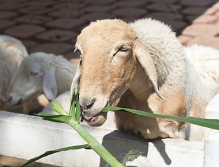 Image showing sheep in farm