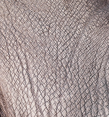 Image showing rhino skin texture
