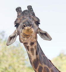 Image showing image of giraffe