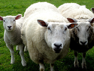 Image showing wool family