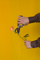 Image showing Destroying a rose