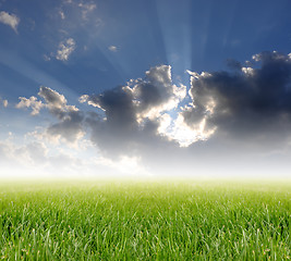 Image showing green grass under blue sky