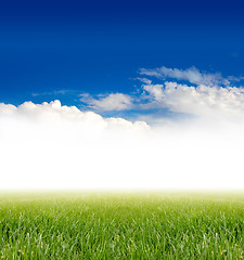 Image showing green grass under blue sky