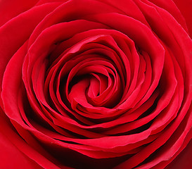 Image showing rose close up