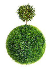 Image showing grass sphere and tree