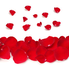 Image showing rose petals on white