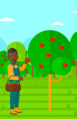 Image showing Farmer collecting apples.