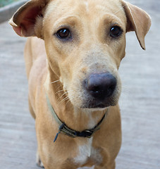 Image showing street dog