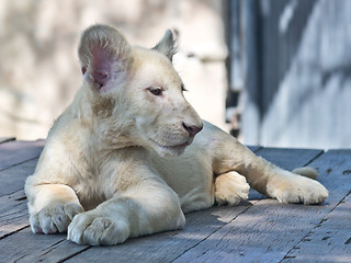 Image showing white lion cub