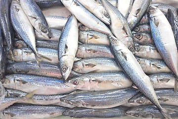 Image showing fresh sea fish